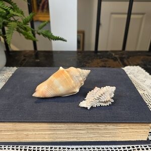 Set of 2 Natural Seashells | Small Conch/Whelk & Spiky Murex | Coastal Decor